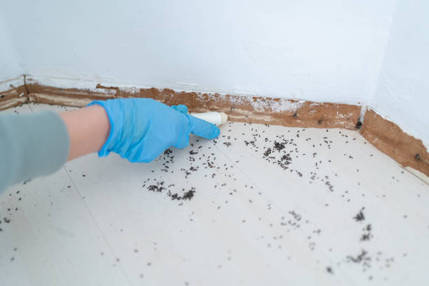 Real Estate Pest Inspections in Lombard, IL